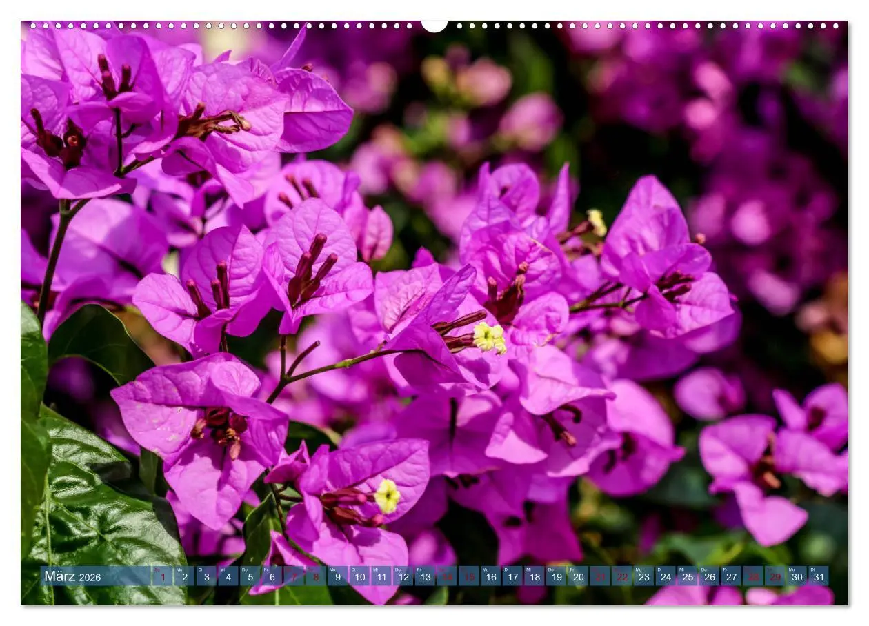 Bild: 9783457714126 | Inselwelt Cres & Losinj (hochwertiger Premium Wandkalender 2026 DIN...